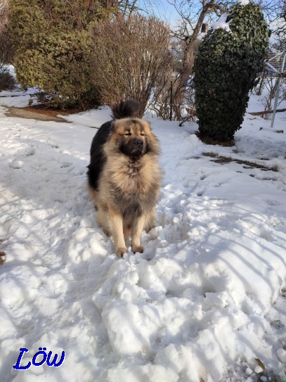 27.1.2022 - Ein Dwix-Howard Eurasier